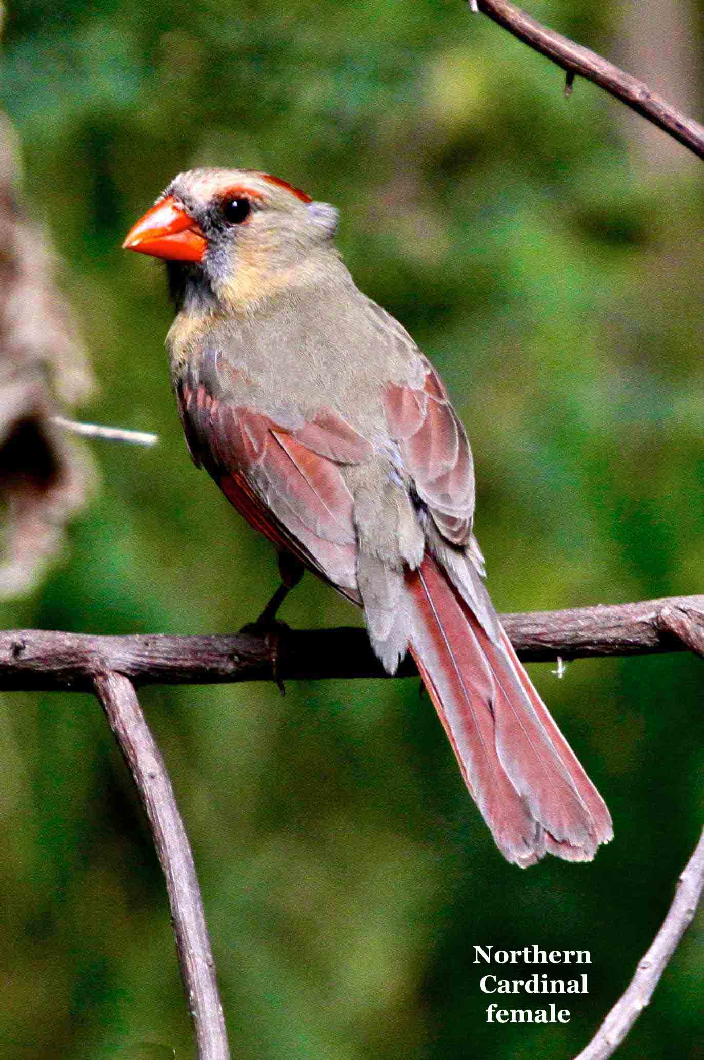 Northern Cardinal female 3290.jpg